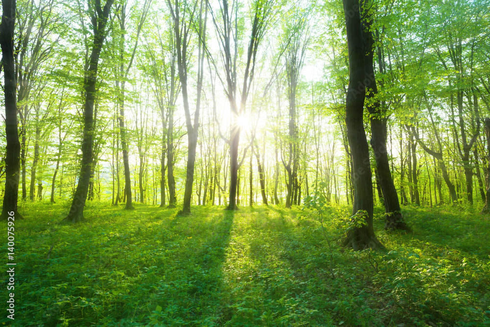 Naklejka premium Forest in morning