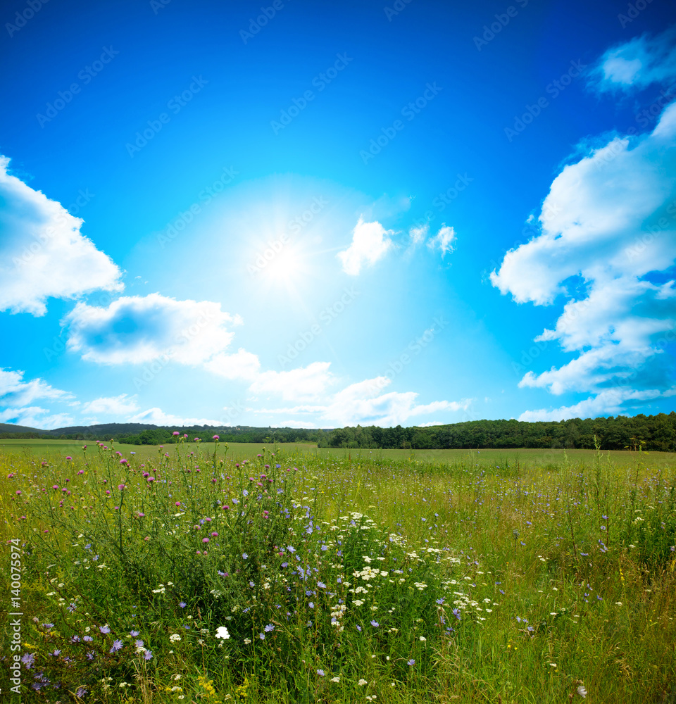 Green meadow under blue sky