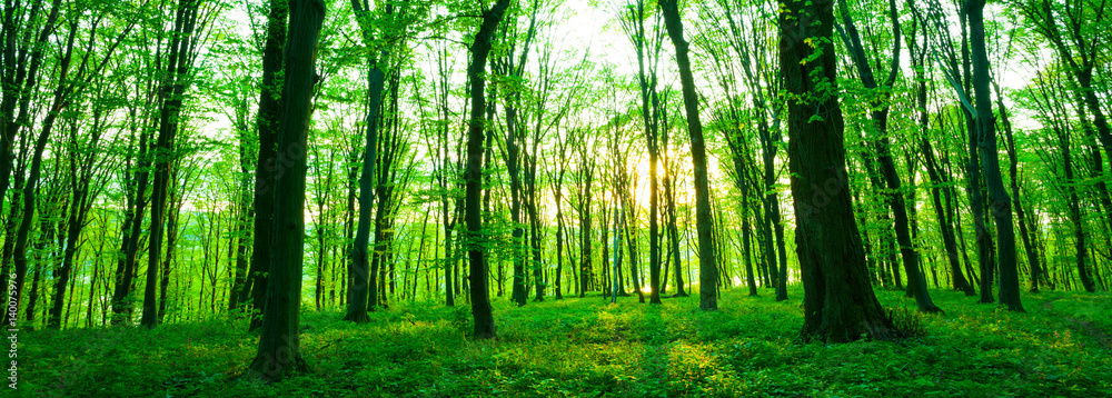 Fototapeta premium Forest in morning