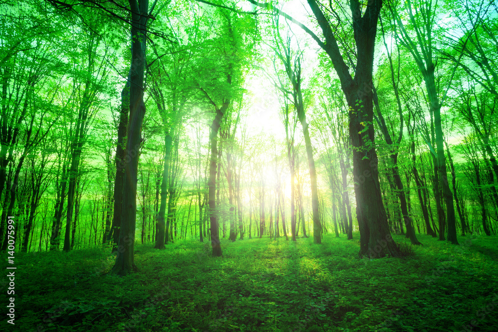 Obraz premium Forest in morning