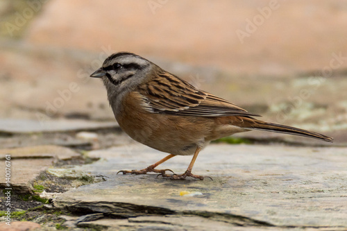 rock bunting © Michael Schroeder