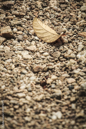 single dry leaf on dirt road (vintage style)
