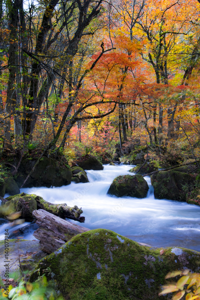 青森　奥入瀬渓流　紅葉