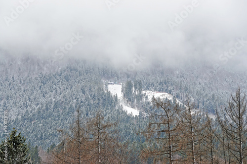 Mountain range with pine forest and fog, winter time with snow © Negoi Cristian