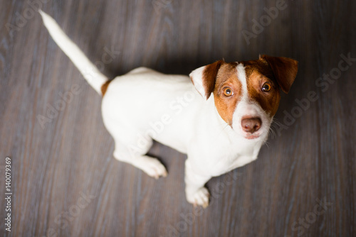 Jack Russell Terrier puppy sitting on a dark floor photo