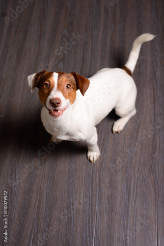 Jack Russell Terrier puppy sitting on a dark floor photo