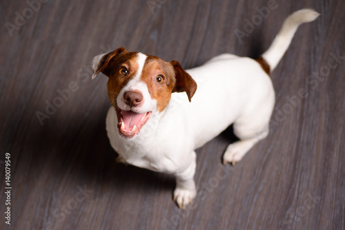 Jack Russell Terrier puppy sitting on a dark floor photo