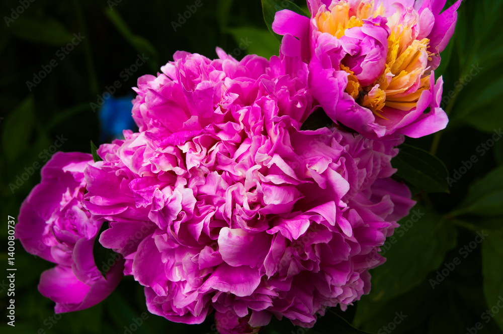 Peony Peony