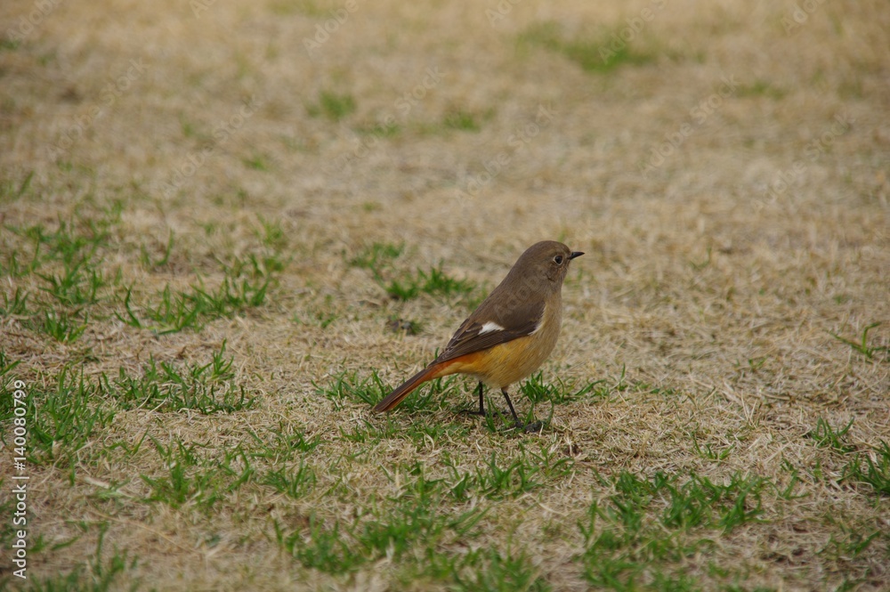 Obraz premium ジョウビタキ 雌