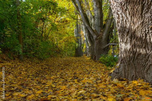 regensburg Herbst Allee