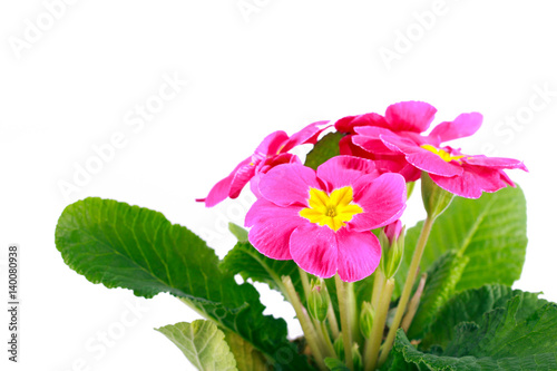 Fototapeta Naklejka Na Ścianę i Meble -  Primula flower with leaves