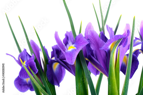 Fototapeta Naklejka Na Ścianę i Meble -  Purple iris flowers