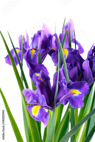 Fototapeta Naklejka Na Ścianę i Meble -  Purple iris flowers