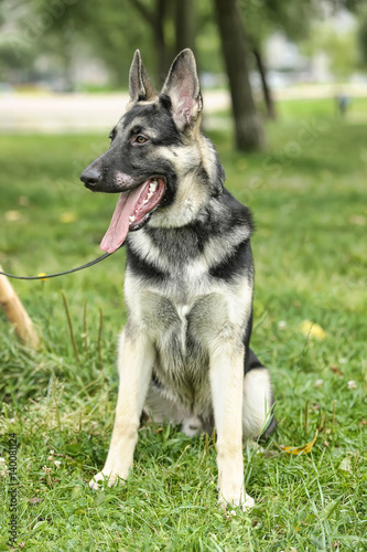 Close Up Alsatian Wolf Dog Or German Shepherd Dog On Green Grass Background. Deutscher Dog. photo