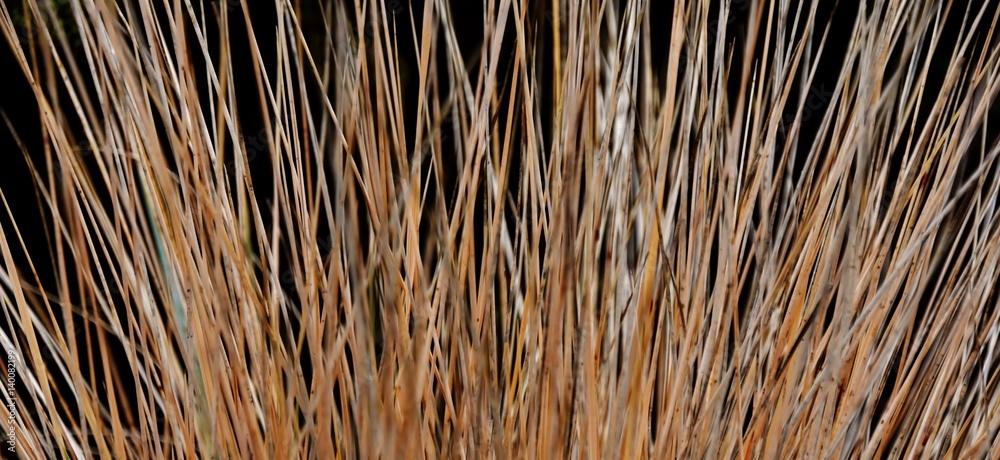 Close up of withered ornamental porcupine grass