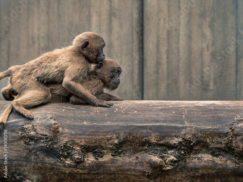 kuschelnde Affen im Zoo