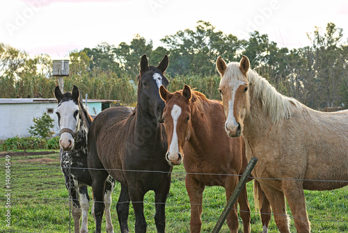 Group of horses in Argentina on a field in winter