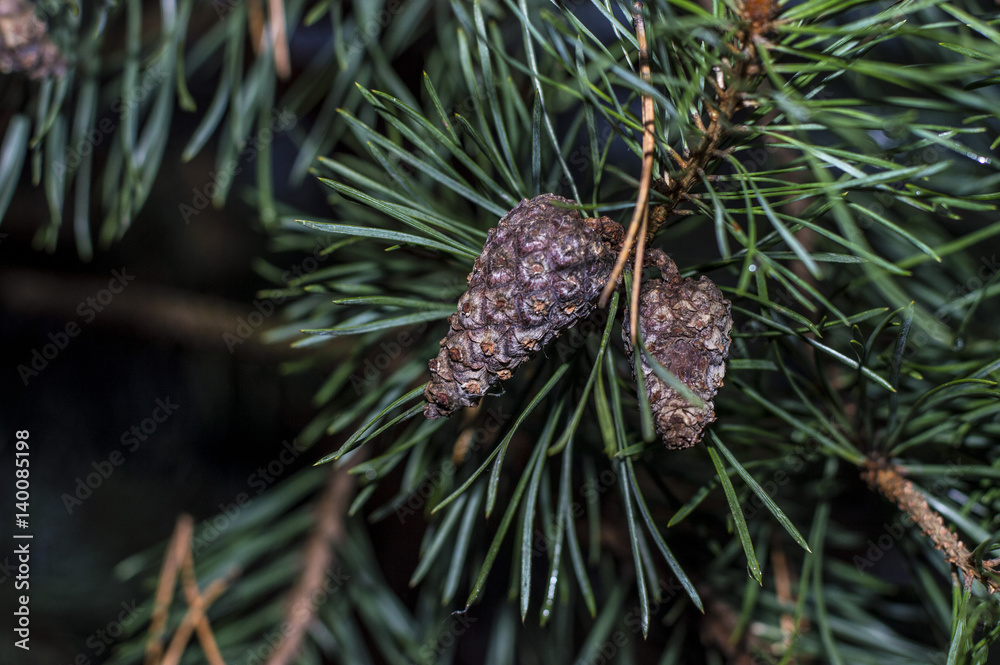 pine cone on a tree branch after winter