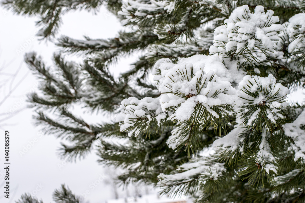 pine branch covered with snow in winter