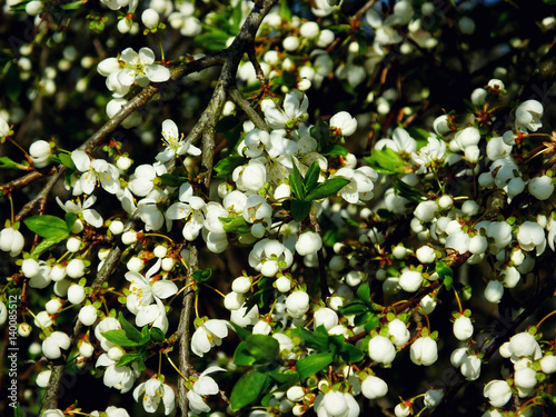 White blossoms
