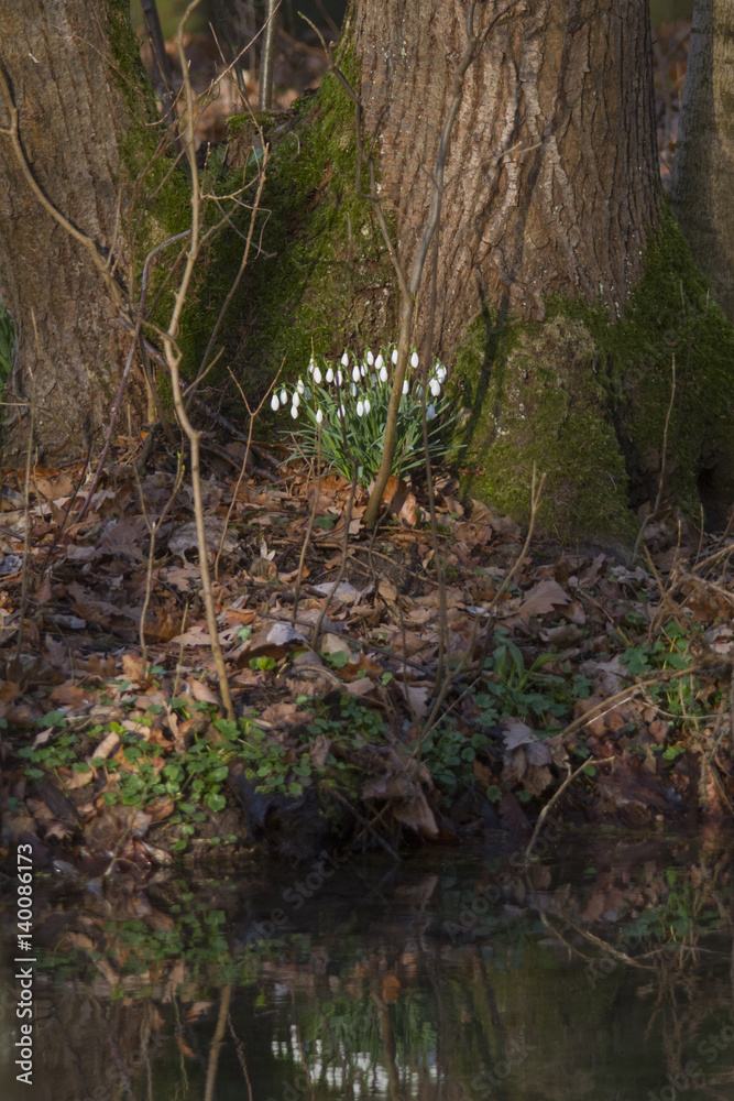 Fototapeta premium Schneeglöckchen