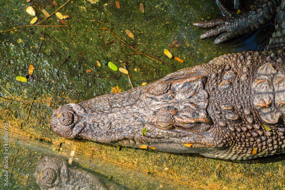 Obraz premium Close-up of crocodile head