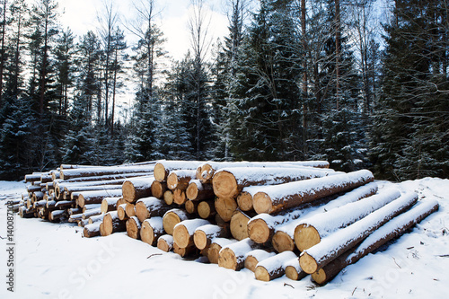 Hill pines trees are prepared for export in the winter season. Stacked in stacks of sawn forest covered with snow. Industrial logging of pine trees. Nature is used by people.