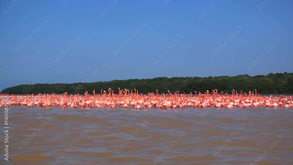 riesiger Flamingo Schwarm in freier Natur unter blauem Himmel in Mexiko