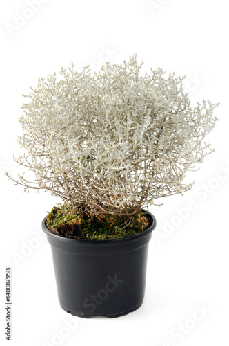 Cushion Bush (Leucophyta) photo