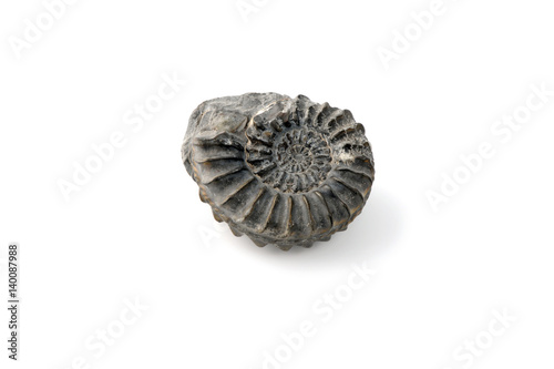 ammonite fossil on white isolated background