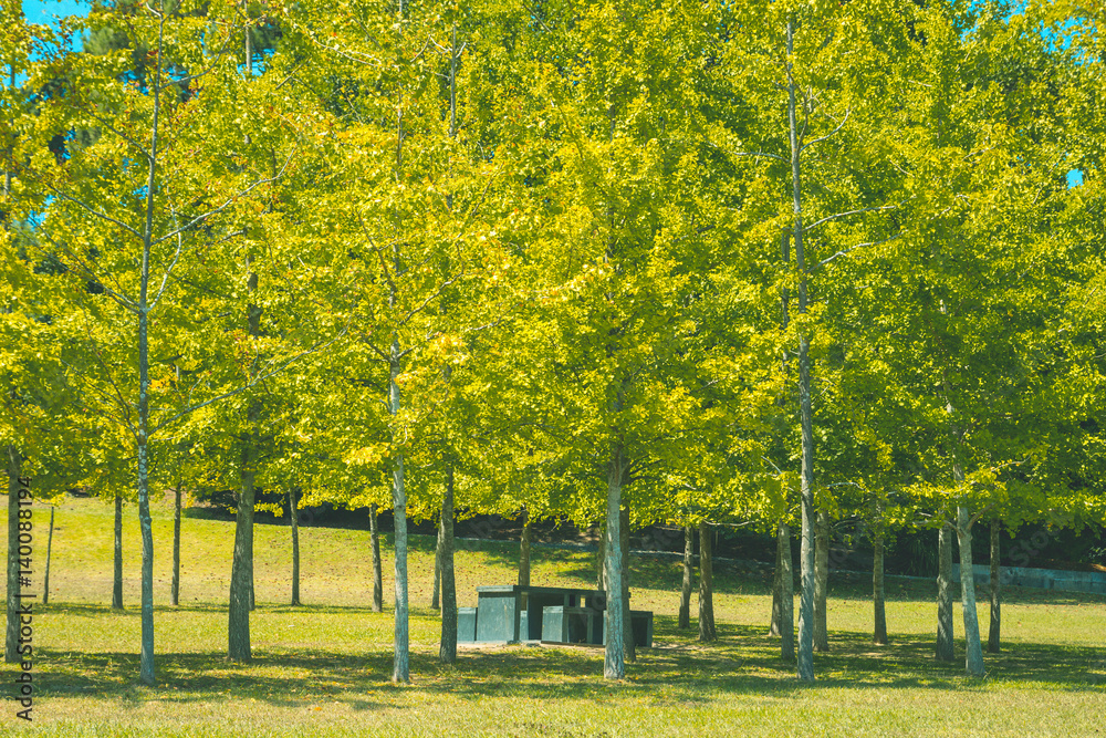 Table with chairs hidden under the trees