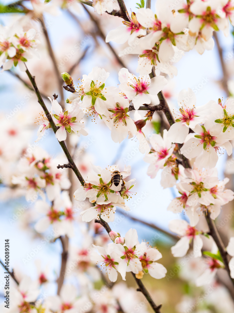 Flowering sweet almond tree Flowering sweet almond tree