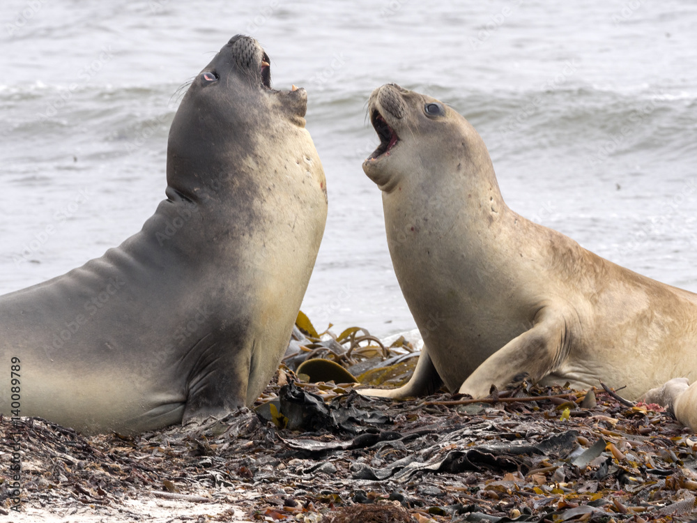 Fototapeta premium South Male Elephant Seal, Mirounga leonina rehearse fight for females, Carcass, Falkland-Malvinas
