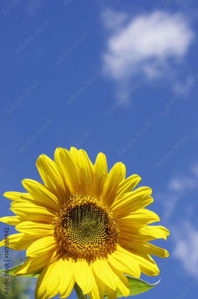 yellow sunflower on sky background with clouds yellow sunflower on sky background with clouds