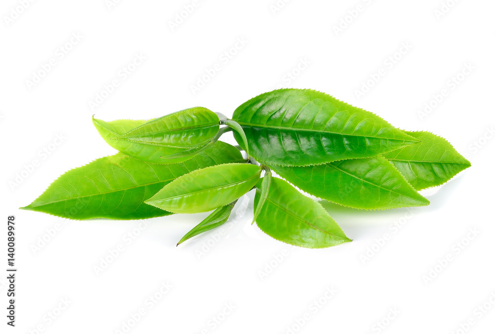 Obraz premium green tea leaf isolated on white background