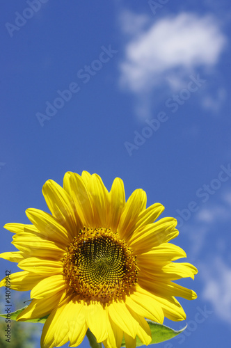 yellow sunflower on sky background with clouds