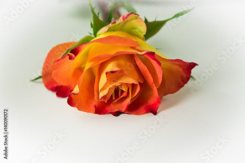 Beautiful Red and yellow rose isolated on white background
