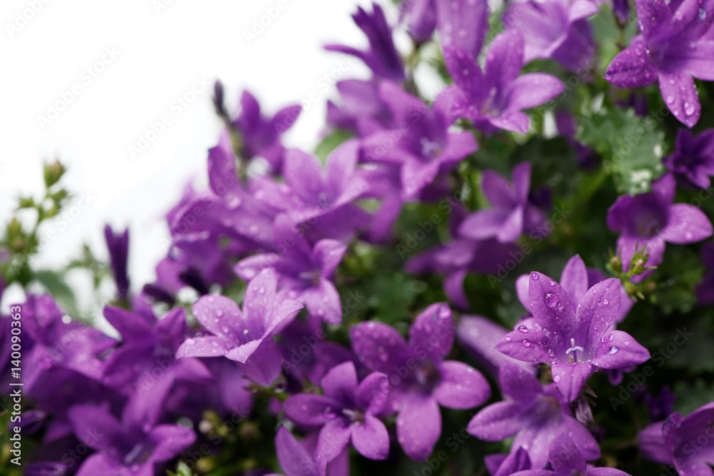 Card with purple Dalmatian bellflowers (campanula portenschlagiana) isolated on white. Copy space