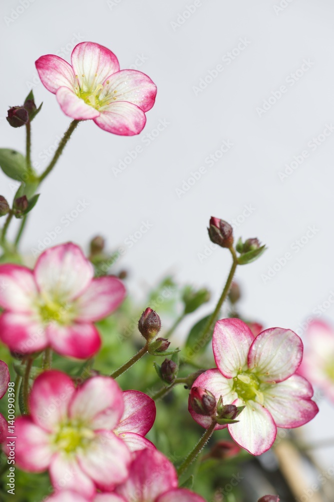 Obraz premium Closeup of white mossy Saxifrage flowers with pink tips and lime green ovary in the centre