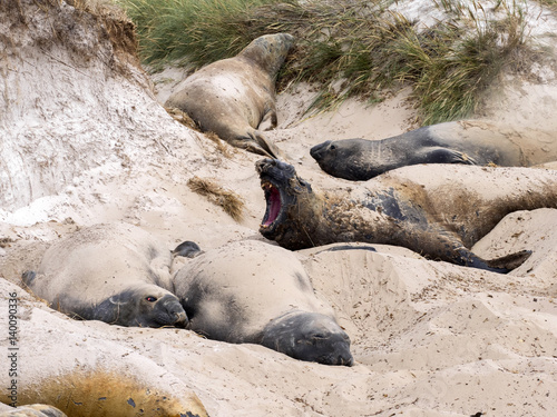South Elephant Seal, Mirounga leonina relax on the beach, Carcass, Falkland-Malvinas