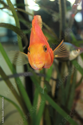 Fish