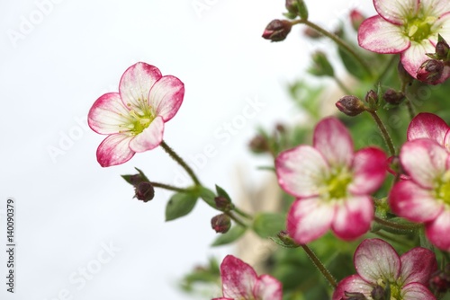 Closeup of white mossy Saxifrage flowers with pink tips. Isolated on white