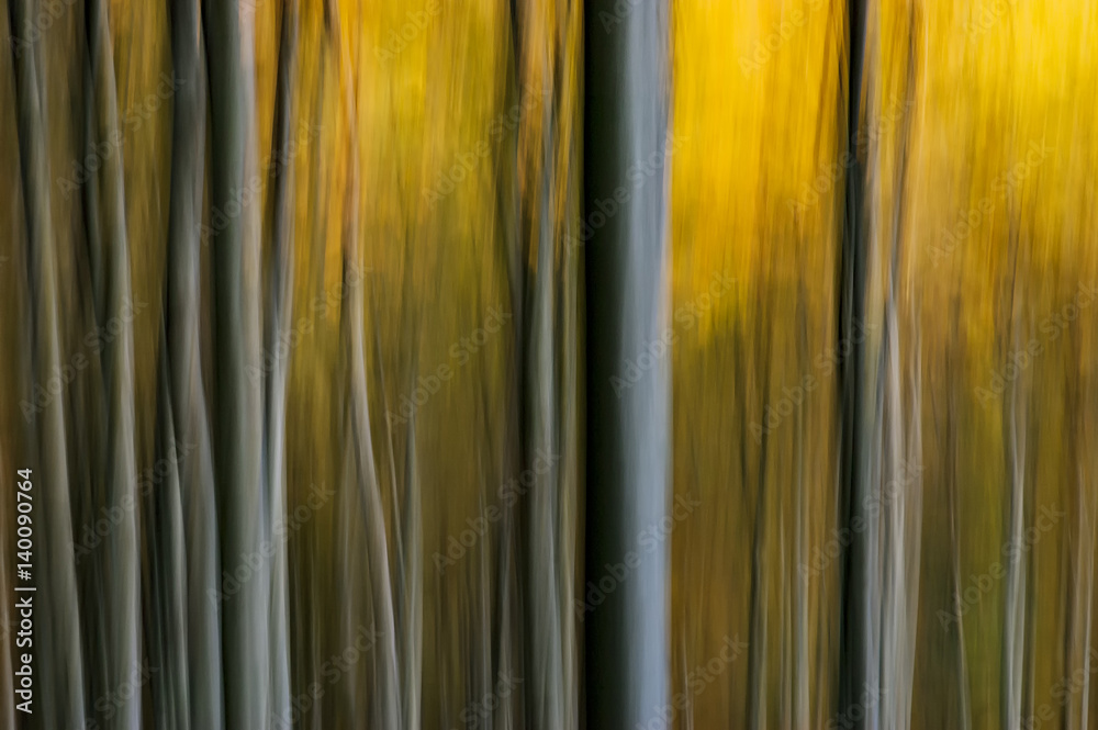 Obraz premium Abstract beech forest