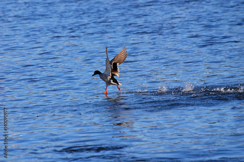 Duck - Mallard (Male), mallard, eurasian wild duck, Anas platyrhynchos walking on the water