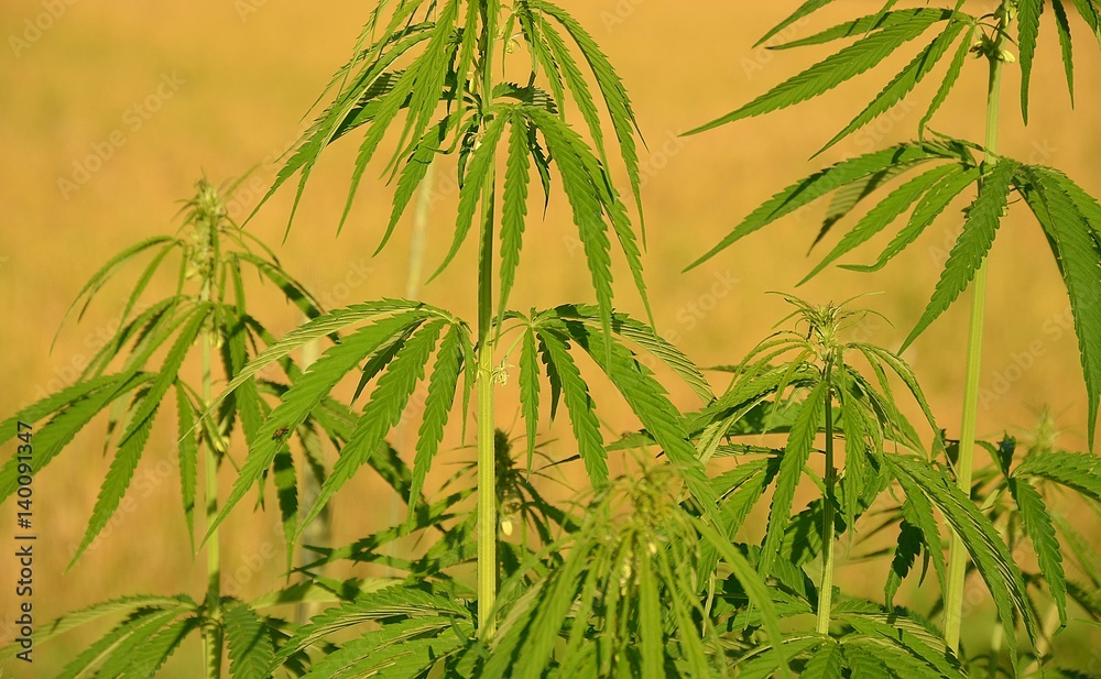 Legally grown cannabis. Three hemp stalks on isolated (corn) background. Legally grown cannabis. Three hemp stalks on isolated (corn) background.