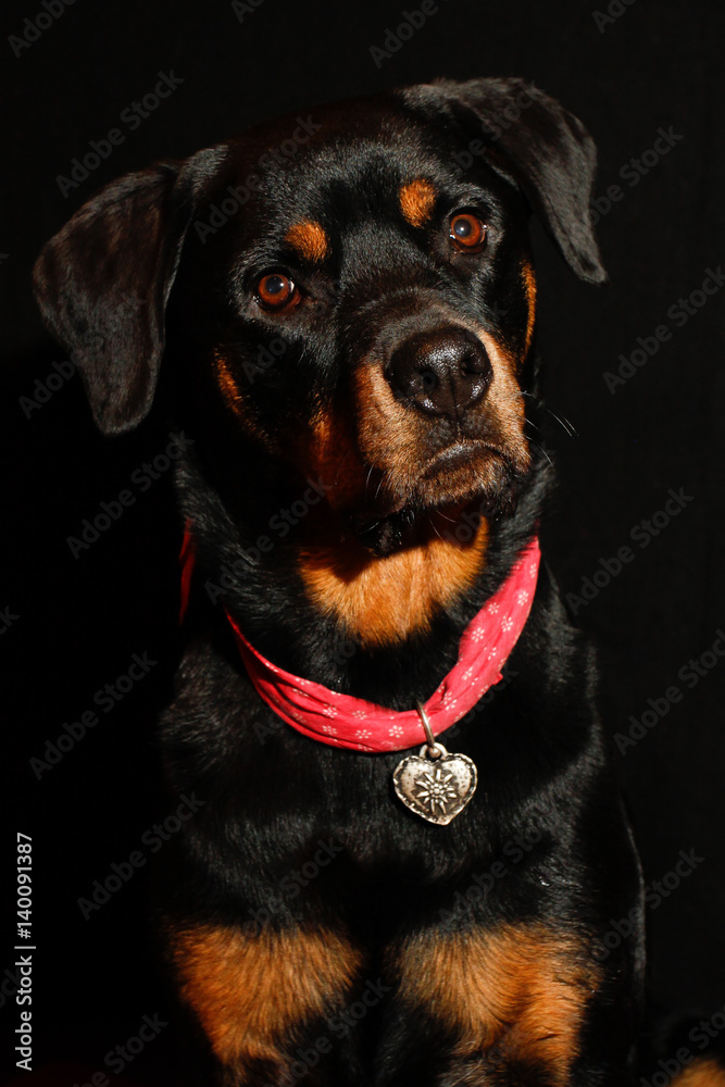 Fototapeta premium female Rottweiler
