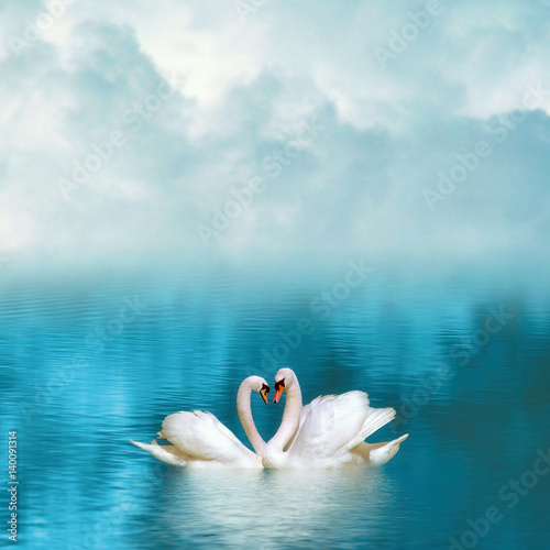 Two graceful swans in love reflecting in calm emerald water on foggy background