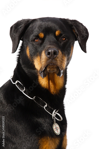 female Rottweiler