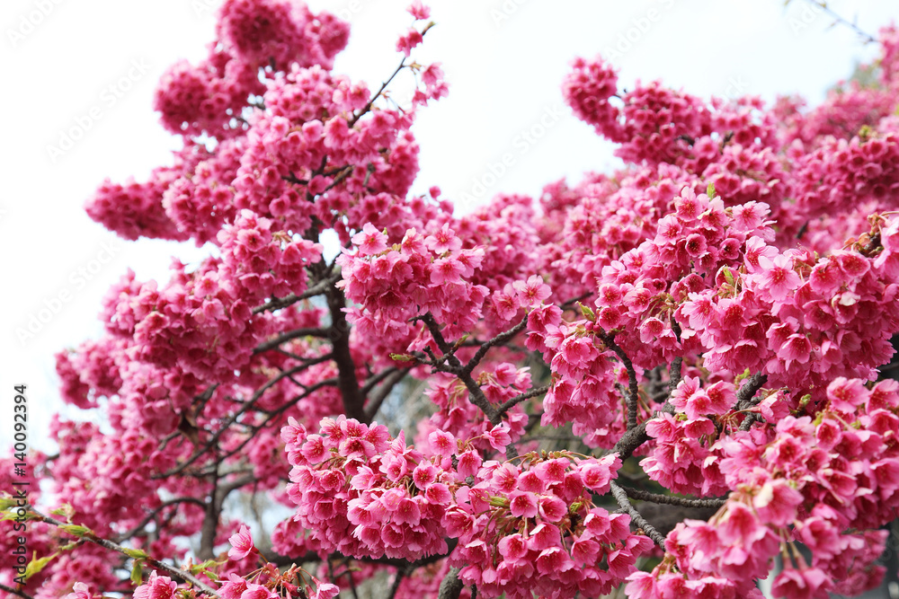 Fototapeta premium 桜