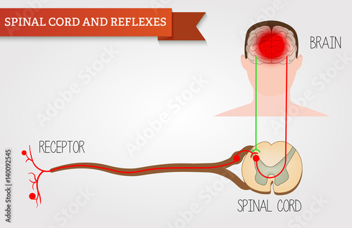 Infographics spinal cord and reflexes. Central nervous system. Head human, face and brain in flat style. Vector illustration. Front view.